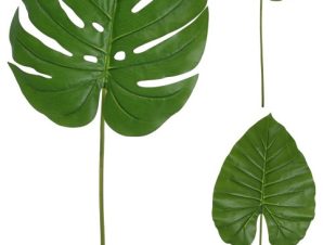 Ανάμικτα φύλλα Μονστέρα Φιλόδενδρου