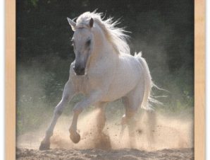 Άσπρο άλογο τρέχει στη σκόνη, Ζώα, Πίνακες σε καμβά, 40 x 40 εκ.