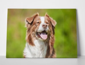 Πίνακας σε καμβά AUSTRALIAN SUMMER DOG