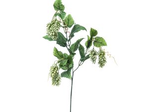 Φύλλα Λυκίσκου Saut